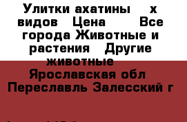 Улитки ахатины  2-х видов › Цена ­ 0 - Все города Животные и растения » Другие животные   . Ярославская обл.,Переславль-Залесский г.